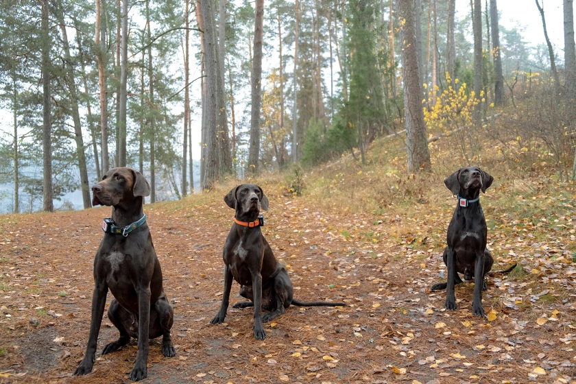 SMART PET TRACKING WITH TMT250